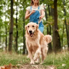 Radosny szczyrk z psem w lesie. Złoty retriever biegnie po ścieżce, a za nim wesoła dziewczyna w ogrodniczkach.