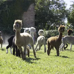 Urocza **farma alpak** z kilkunastoma zwierzętami pasącymi się na zielonej łące w słoneczny dzień.