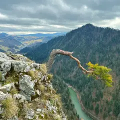 Malowniczy widok na Pieniny z charakterystycznym drzewem na skale. Rzeka Dunajec meandruje wśród zielonych lasów. Niezwykłe pieniny atrakcje.