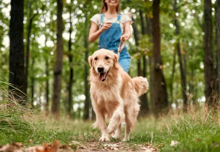 Radosny szczyrk z psem w lesie. Złoty retriever biegnie po ścieżce, a za nim wesoła dziewczyna w ogrodniczkach.