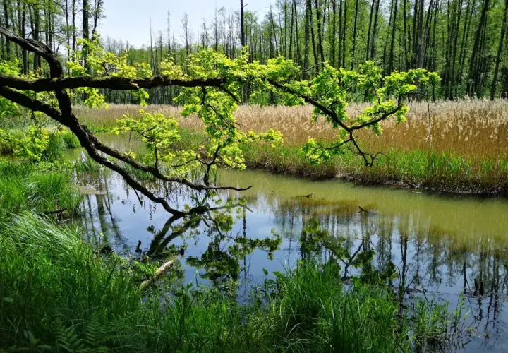 Zielony, bujny las nad spokojną rzeką, idealne miejsce, gdzie na weekend lubelskie.