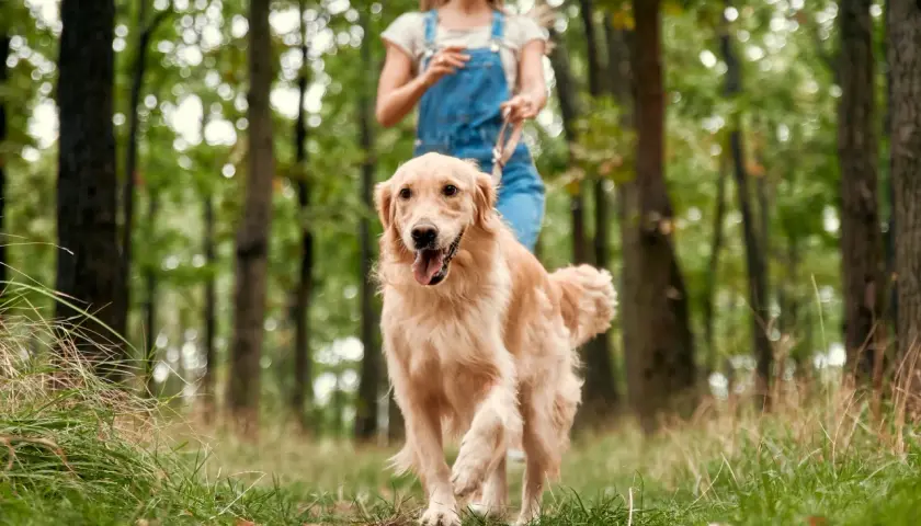 Radosny szczyrk z psem w lesie. Złoty retriever biegnie po ścieżce, a za nim wesoła dziewczyna w ogrodniczkach.