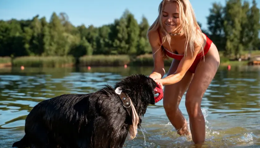 Radosne mazury z psem. Dziewczyna w czerwonym stroju kąpielowym bawi się z czarnym psem w jeziorze.