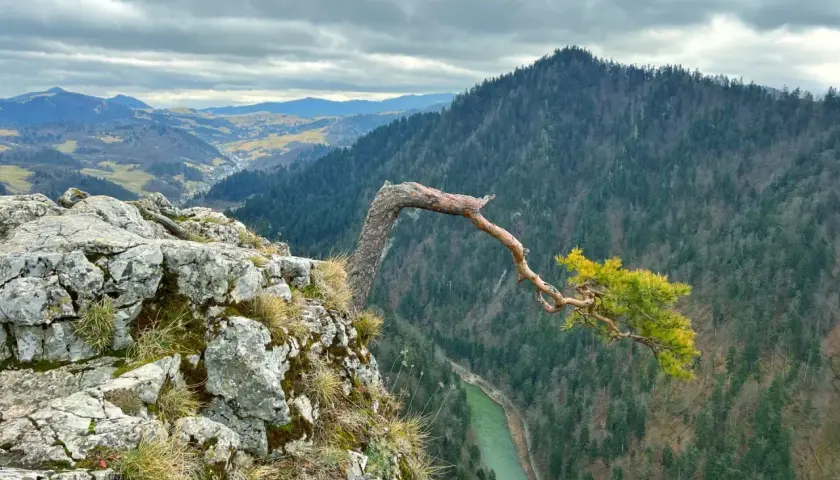 Malowniczy widok na Pieniny z charakterystycznym drzewem na skale. Rzeka Dunajec meandruje wśród zielonych lasów. Niezwykłe pieniny atrakcje.