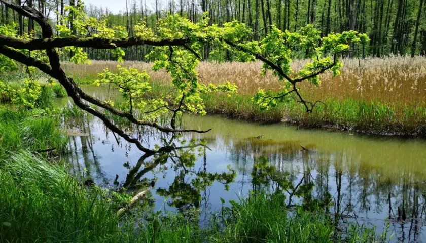Zielony, bujny las nad spokojną rzeką, idealne miejsce, gdzie na weekend lubelskie.