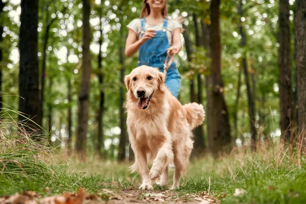Radosny szczyrk z psem w lesie. Złoty retriever biegnie po ścieżce, a za nim wesoła dziewczyna w ogrodniczkach.