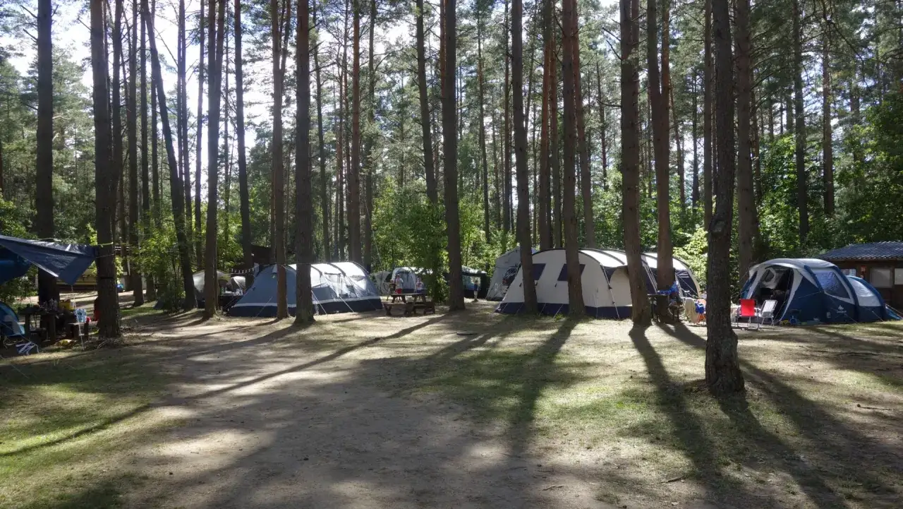 Pola namiotowe Mazury w lesie sosnowym. Kilka namiotów rozbitych wśród drzew, cienie rzucane przez słońce.