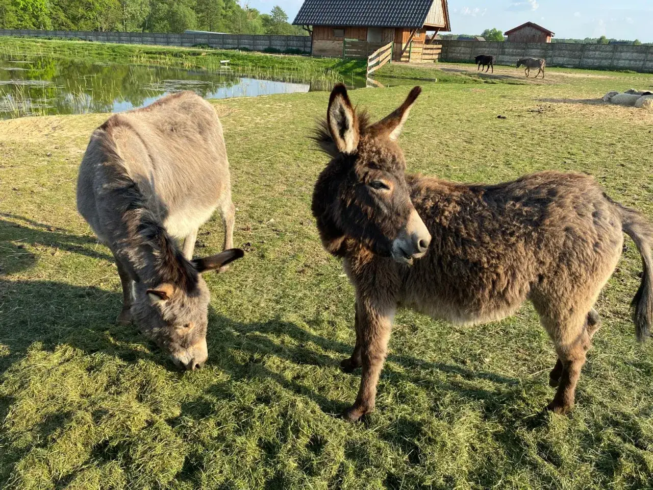 Urocze osiołki na pastwisku. Idealne miejsce na agroturystykę śląskie ze zwierzętami, gdzie można odpocząć wśród natury.
